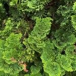 Chamaecyparis obtusa Hoja