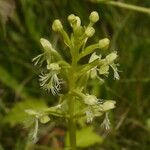 Platanthera lacera Flower