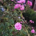 Rosa × damascena Цвят