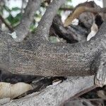 Lantana canescens 樹皮