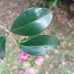 Syzygium paniculatumLeaf