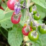 Solanum dulcamaraPlod