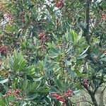 Heteromeles arbutifolia Ovoce