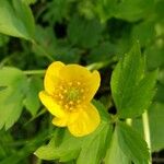 Ranunculus hispidus 花