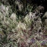 Bromus tectorum Цветок