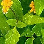 Heliopsis buphthalmoides Flor