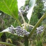Psychotria poissoniana Bloem
