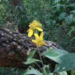 Verbesina alternifolia Cvet