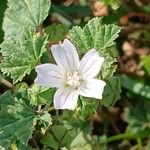 Malva neglecta Fula
