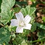 Malva neglecta Квітка