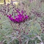 Vernonia noveboracensis Leaf