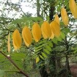 Robinia pseudoacaciaFlower