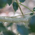 Ilex bioritsensis Bark