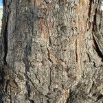 Pinus nigra Bark