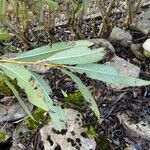 Salix daphnoides Folha