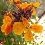 Erysimum cheiri ᱮᱴᱟᱜ