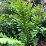 Polypodium vulgare Лист