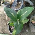 Dieffenbachia oerstedii Leaf