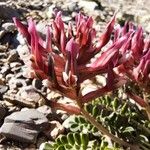 Astragalus incanus फूल