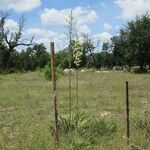 Yucca constricta Vekstform