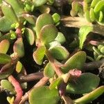 Portulaca umbraticola 葉