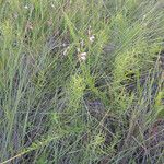 Oenothera suffrutescens Hábitos