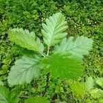 Sorbus mougeotii Leaf