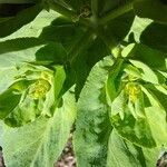 Euphorbia helioscopia Flower