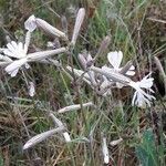 Silene italica Blüte