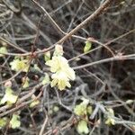 Corylopsis paucifloraफूल