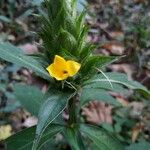 Barleria oenotheroides Kwiat