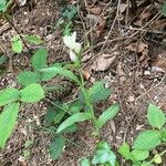 Cephalanthera damasonium Lorea