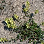 Stachys maritima Natur