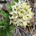 Campanula petraea 花
