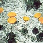 Eschscholzia lemmonii Alkat (teljes növény)