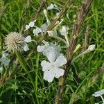 Chascanum hildebrandtii Blüte