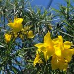 Cascabela thevetioides പുഷ്പം