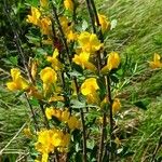 Chamaecytisus ruthenicus Habit