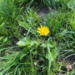 Taraxacum cucullatiforme 花