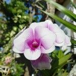 Dendrobium nobile Floro