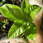 Passiflora edulis 叶