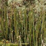 Ceropegia dichotoma Habit