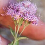 Ageratina occidentalis Цветок