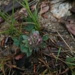 Trifolium hirtum Virág