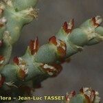 Anabasis articulata Flor