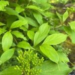 Cornus foemina Leaf