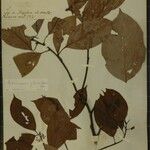 Cinnamomum glanduliferum Otro