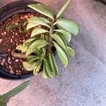 Peperomia dolabriformis Feuille