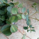 Sedum sieboldii Hoja