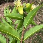 Lafoensia punicifolia Levél